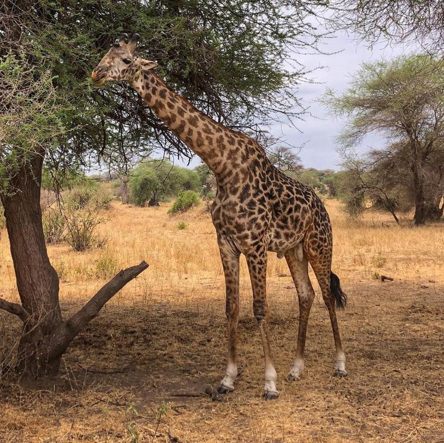 Amboseli Cultural Camping Exteriör bild